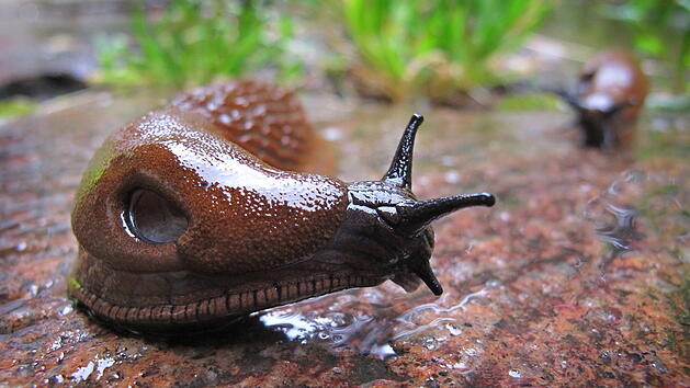 Spanische Wegschnecke in Deutschland: G&auml;rtner verzweifeln an Superschnecke