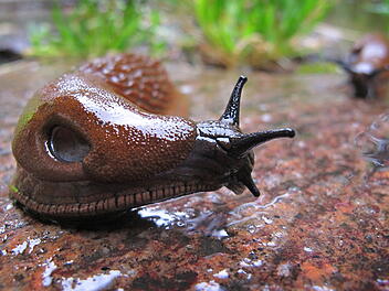 Spanische Wegschnecke in Deutschland: Gärtner verzweifeln an Superschnecke