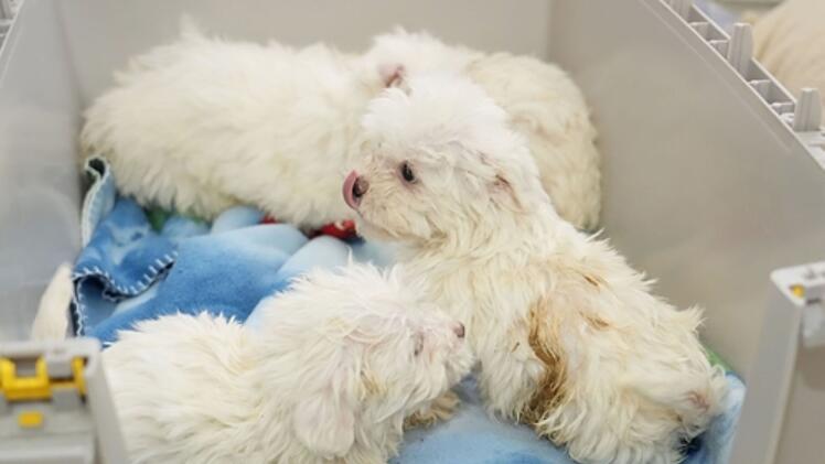 Tierheim Feucht: Sechs Hundewelpen aus illegalem Transport aufgenommen