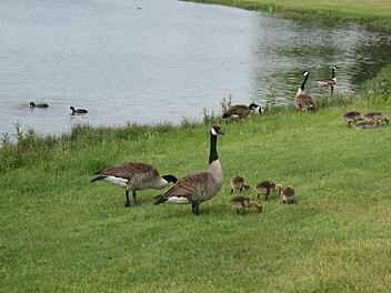 Wenn die Gänse nicht mehr ungestört vom Wasser an Land gelangen können, suchen sie sich meist einen neuen Lebensraum. Fotos: Sonja Adam