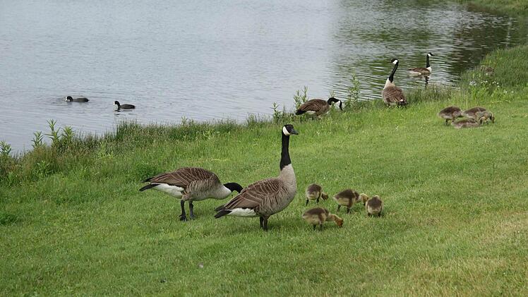 Wenn die Gänse nicht mehr ungestört vom Wasser an Land gelangen können, suchen sie sich meist einen neuen Lebensraum. Fotos: Sonja Adam