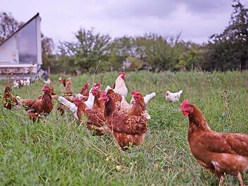 1600 Hühner hält Landwirt Holl. Foto: Tim Birkner