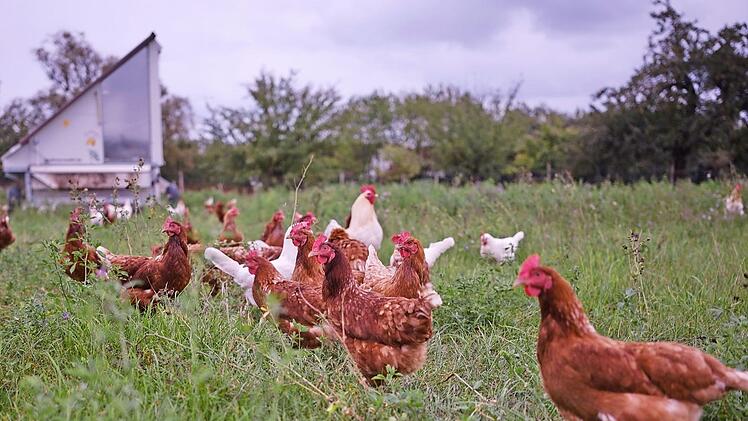 1600 Hühner hält Landwirt Holl. Foto: Tim Birkner