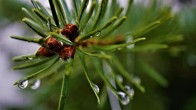 Symbolbild: Regen an Weihnachten