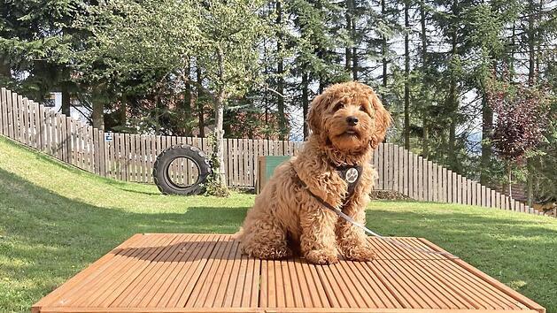 Hund Anton bei den ersten Trockenübungen  Foto: Manfred Burdich