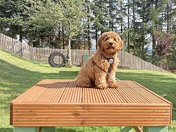 Hund Anton bei den ersten Trocken&uuml;bungen  Foto: Manfred Burdich