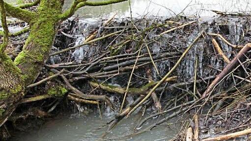 Damit der Eingang zur Biber-Burg unter Wasser liegt und er vor seinen Feinden sicher ist, hat der Biber den Sittenbach an gestaut. Foto: Josef Hofbauer