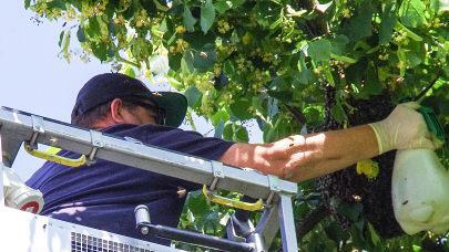 Imker Thorsten Hugel gelangte über eine Drehleiter der Feuerwehr zu den Bienen.