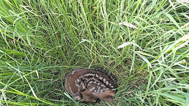 Rehkitze werden von der Mutter in den ersten Lebenswochen ganz bewusst alleine im hohen Gras abgelegt. Spazierg&auml;nger sollten die Tiere daher auf keinen Fall anfassen, streicheln oder hochheben.