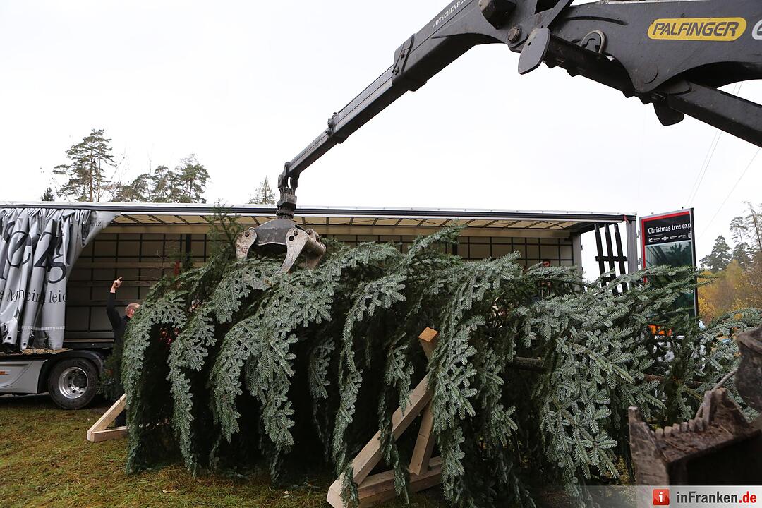 Christbaum für die Queen: Jetzt kann die Reise beginnen