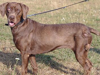 Tania wartet im Tierheim Kronach auf ihre neuen Menschen. Sie ist sehr verschmust und menschenbezogen. Tierheim Kronach