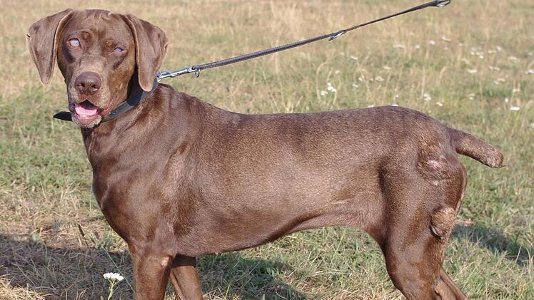 Tania wartet im Tierheim Kronach auf ihre neuen Menschen. Sie ist sehr verschmust und menschenbezogen. Tierheim Kronach