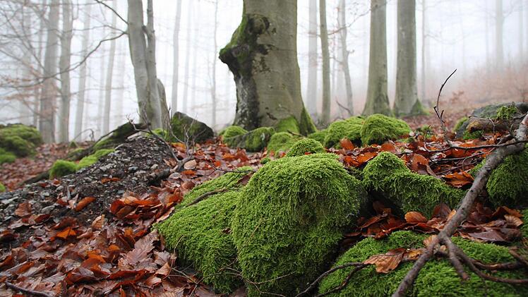 Im Altlandkreis gibt es schon Bereiche, die als Kernzone ausgewiesen sind, wie hier der Lösershag bei Oberbach. Allerdings sollen noch weitere Flächen hinzukommen. Foto: Ralf Ruppert