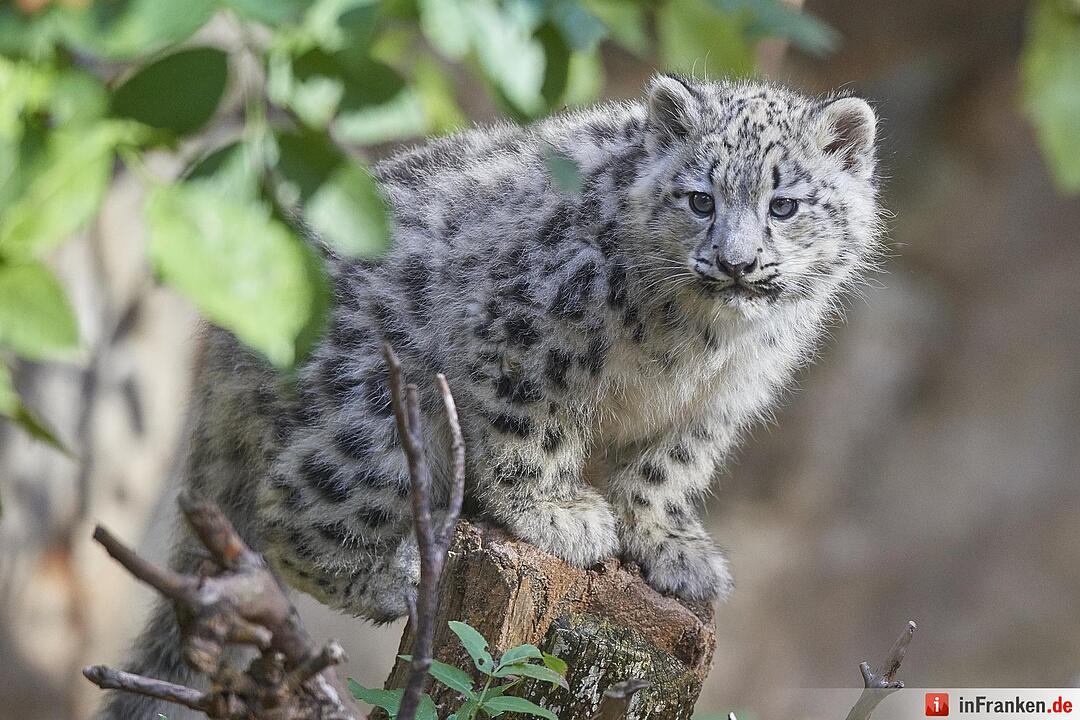 Junge Schneeleoparden im Tiergarten
