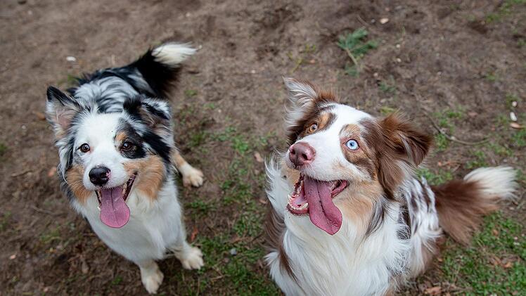 "Lea" (links) und "Nanuk". Foto: Thomas Hahn