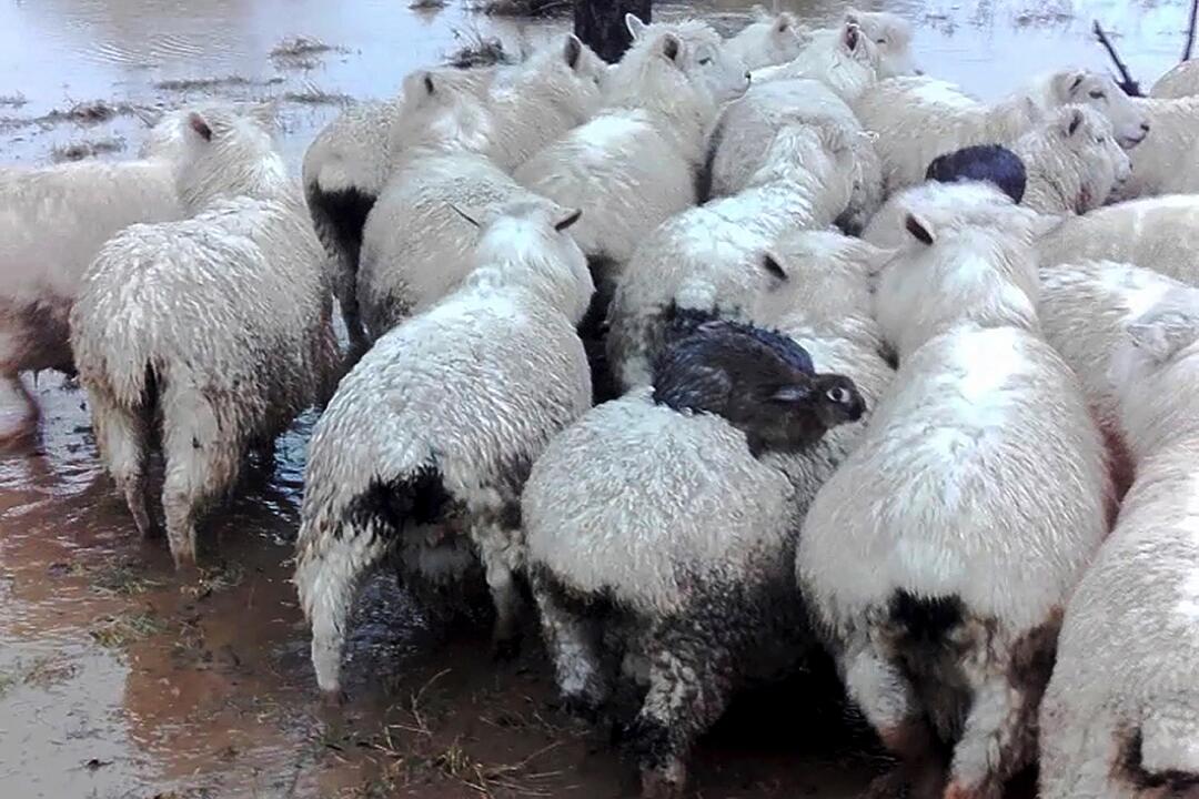 Dauerregen: Hochwasser in Teilen Deutschlands