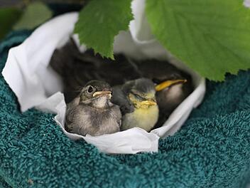 Bachstelze, Blaumeise und Star: Sie st&uuml;rzten 2017 aus dem Nest und wurden von der Wildvogelhilfe per Hand aufgezogen. Mittlerweile sind sie erfolgreich ausgewildert.  Lucas Kneuer