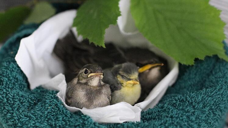 Bachstelze, Blaumeise und Star: Sie st&uuml;rzten 2017 aus dem Nest und wurden von der Wildvogelhilfe per Hand aufgezogen. Mittlerweile sind sie erfolgreich ausgewildert.  Lucas Kneuer