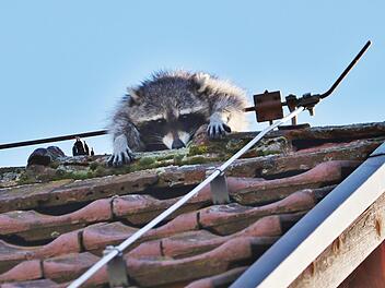 Weil ein Waschb&auml;r im Blitzableiter auf einem Hausdach in Rudersberg h&auml;ngen geblieben ist, musste am Samstag die Feuerwehr ausr&uuml;cken. Foto: Lermer/SDMG/dpa