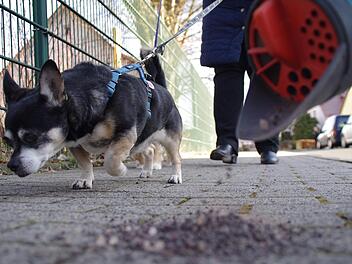 Streusalz greift nicht nur die Pfoten an. Wenn die Hunde das Salz oral aufnehmen können Durchfall und Erbrechen die Folge sein. Foto: Marco Meißner