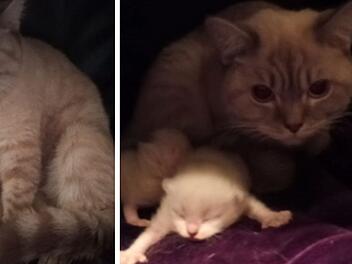 Tierheim Fürth: Junge Katzenmama mit Babys in Müllsack gefunden - "Vollkatastrophe"