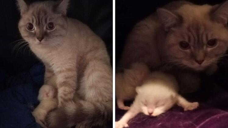 Tierheim Fürth: Junge Katzenmama mit Babys in Müllsack gefunden - "Vollkatastrophe"
