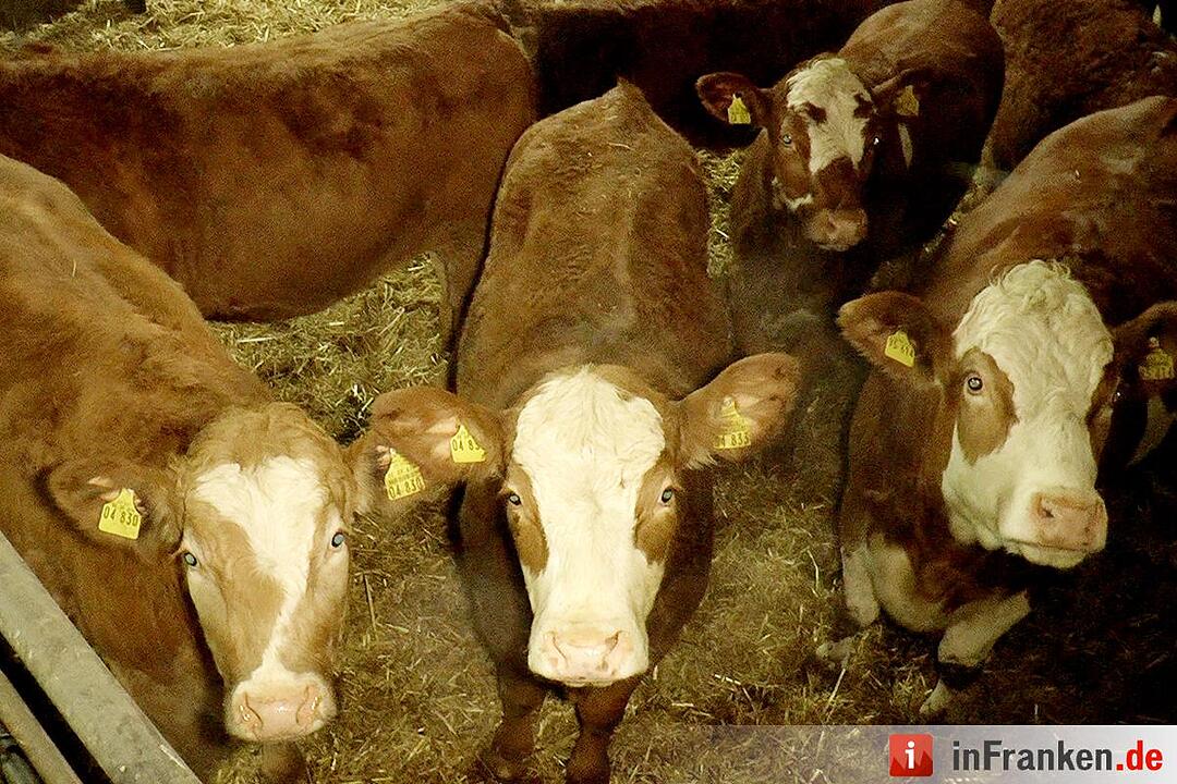 Brand in landwirtschaftlichem Betrieb in Wagenhausen