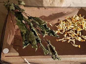 So kann man Kräuter trocknen. Das schonende Trocknen ist wichtig, um die Heilkraft zu erhalten. Informationen über Heilkräuter vermittelt gegenwärtig die Ausstellung "Kraut - Unkraut" im Zeiler Hexenverfolgungs-Dokumentationszentrum