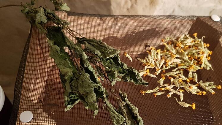 So kann man Kräuter trocknen. Das schonende Trocknen ist wichtig, um die Heilkraft zu erhalten. Informationen über Heilkräuter vermittelt gegenwärtig die Ausstellung "Kraut - Unkraut" im Zeiler Hexenverfolgungs-Dokumentationszentrum