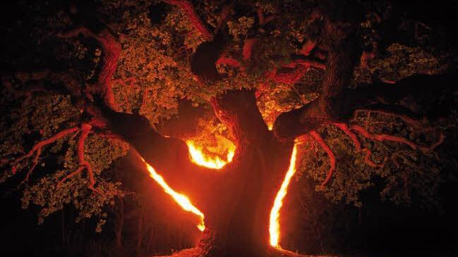 Die tausendjährige Eiche bei Reith, Oberthulba, war eine von Hüfners ersten Nachtfotografien. Foto: Jürgen Hüfner