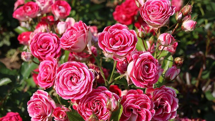 Die kompakte und dicht wachsende Beetrose "Schöne Koblenzerin" wurde als "Botschafterin" der Bundesgartenschau in Koblenz 2011 gezüchtet. Die Besonderheit: Bei Kälte blüht sie mittelrot bis creme-weiß, bei viel Sonne rosa bis  creme-weiß. Die Rose mitten im Rosengarten ist nach Angaben der Züchter  sehr blattgesund und sauber abblühend.  Foto: Ralf Ruppert