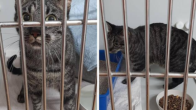 Tierheim Weißenburg-Treuchtlingen fassungslos: Katze "einfach wie Müll entsorgt"