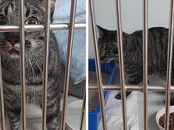 Tierheim Weißenburg-Treuchtlingen fassungslos: Katze "einfach wie Müll entsorgt"
