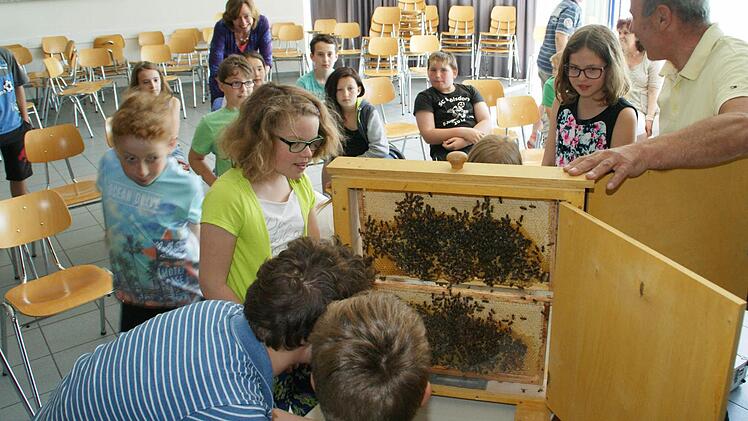 Fasziniert zeigten sich die Fünftklässler der Mittelschule Eltmann vom Projekt "Schulbiene" mit dem Imker Karl Stapf. Foto: Sabine Weinbeer