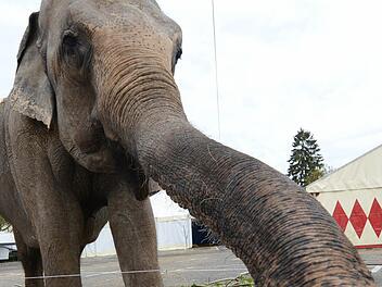 Können Wildtiere wie dieser Elefant bei reisenden Zirkussen wirklich tiergerecht gehalten werden? Die Grünen finden: Nein!