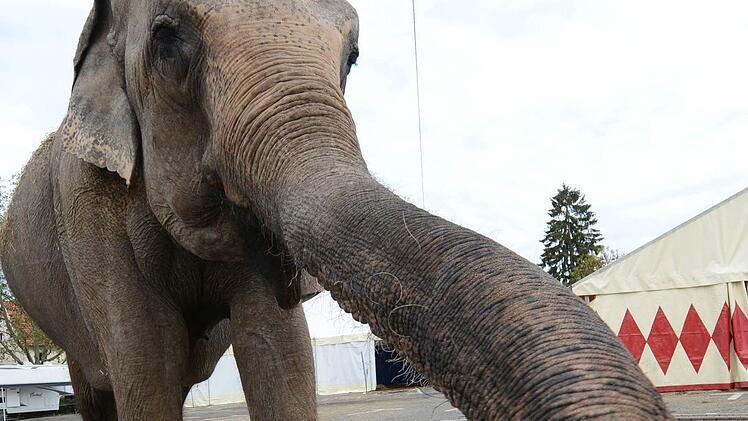 Können Wildtiere wie dieser Elefant bei reisenden Zirkussen wirklich tiergerecht gehalten werden? Die Grünen finden: Nein!