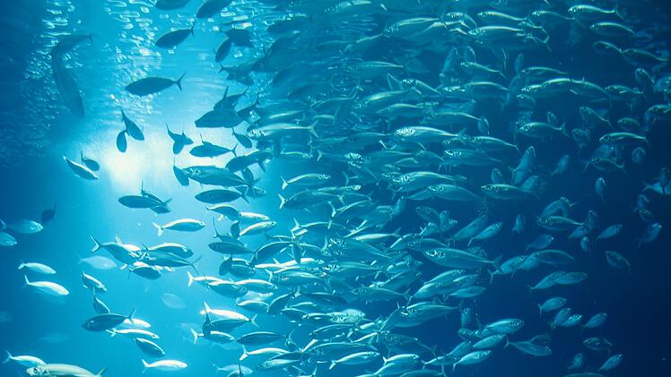 Nur weil alle Fische im Schwarm in eine Richtung schwimmen, m&uuml;ssen sie damit nicht richtig liegen.