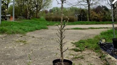 Säulenobstbäume wachsen schmal in die Höhe. Foto: inFranken.de