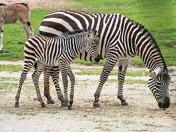 Tiergarten Nürnberg freut sich über Nachwuchs - auch im Kinderzoo