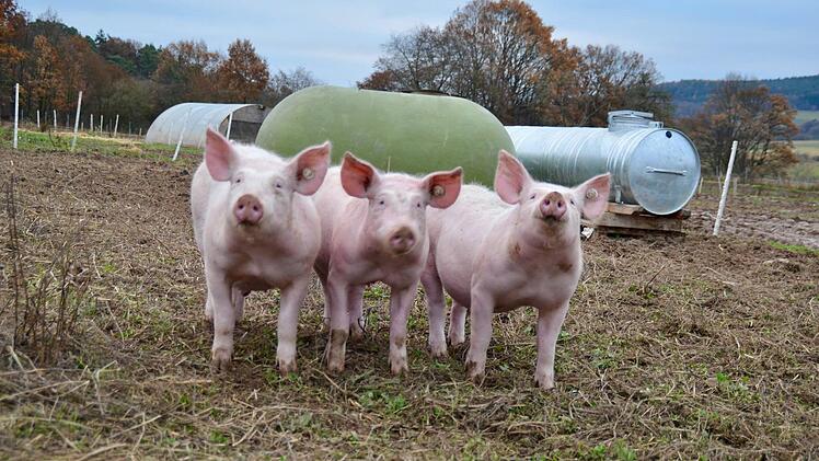 Diese drei sind auch neugierig. Foto: Kathrin Kupka-Hahn