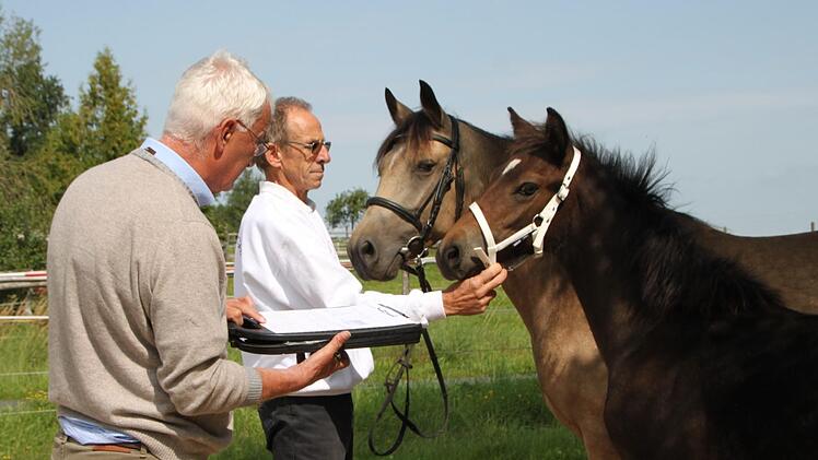 Zuchtleiter Hans Britze vom Zuchtverband für deutsche Pferde bewertet die Tiere mit gekonntem Blick. Foto: Ulrike Müller