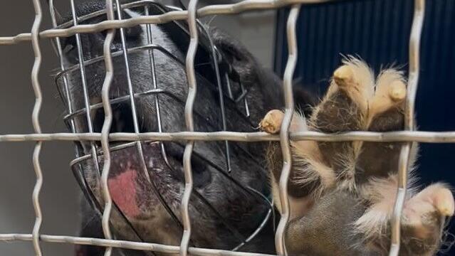 Im Tierheim Erlangen wird rasch klar, wie der "liebe Kerl" wirklich tickt