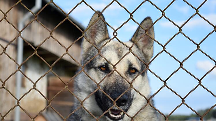 Hundeangriff in Fuchstadt (Landkreis Bad Kissingen)