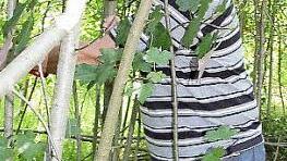 So wird's gemacht: Eine bedrängende Espe kappt Bernhard Schmitt mit einem Hieb.