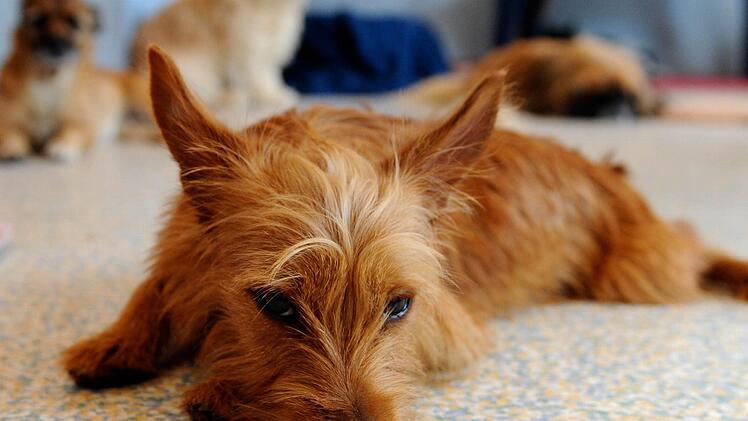 Ein Spaziergang endete tragisch für einen Yorkshire Terrier in Schwabach. Symbolfoto: Johannes Schmitt-Tegge/dpa