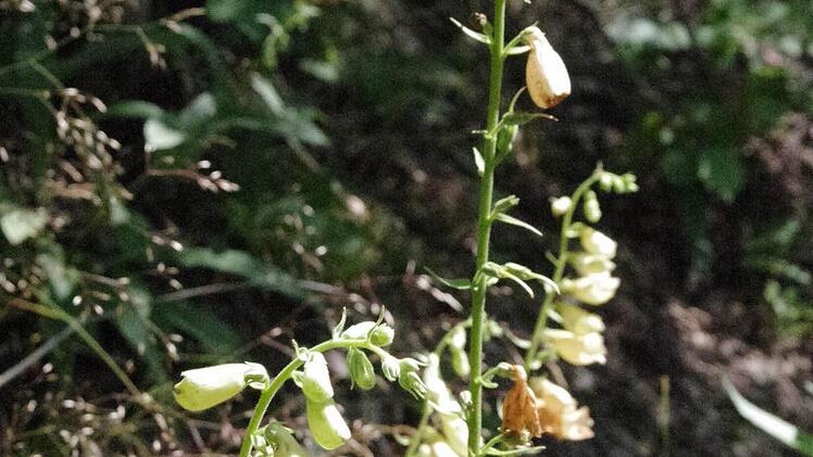 Bestimmte Blumen geben Hinweise auf die Gesteine darunter. Hier wäre wohl Kalk zu finden. Foto: Marco Meißner