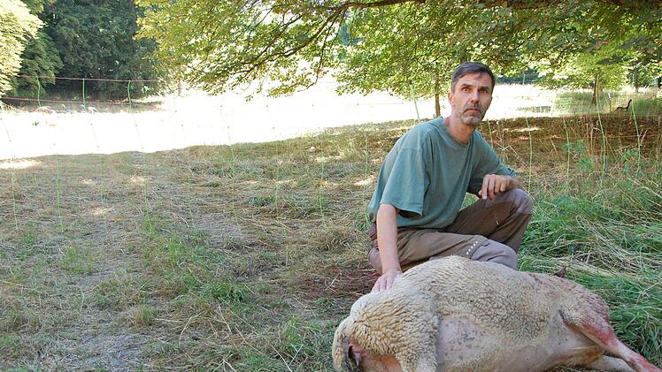 Eigentümer Detlef Heß mit dem Schaf, dass im Coburger Hofgarten durch einen Genickbiss getötet wurde.Oliver Schmidt