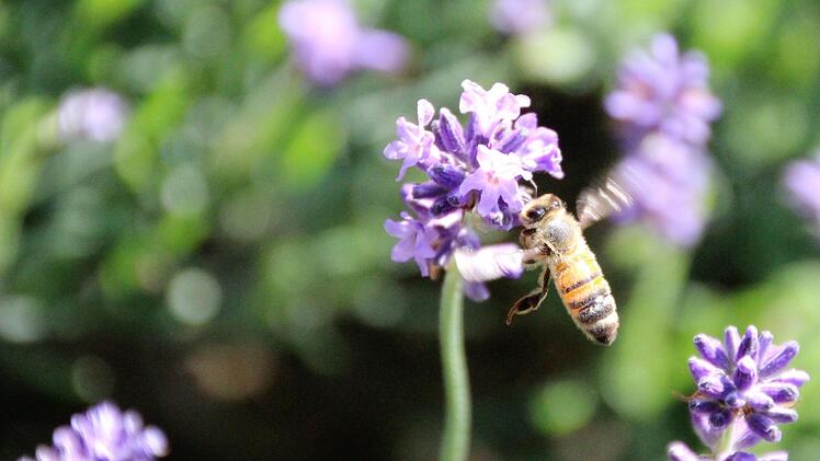 ein "Lavendel-Bienchen"...