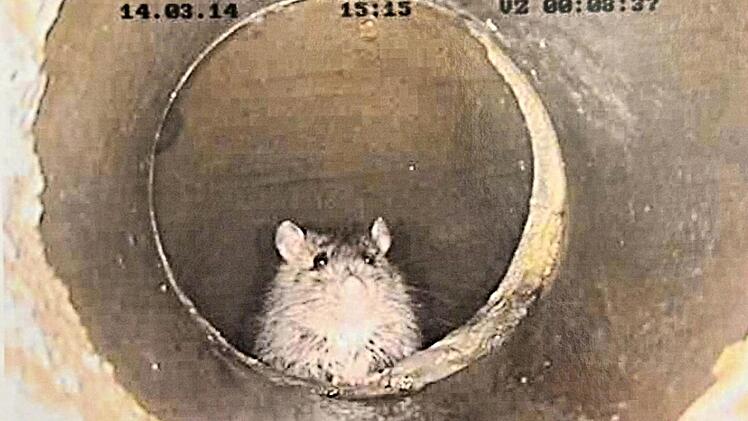 Frech schaut die Ratte in das Objektiv einer Kanalkamera. Sie hat sich das Kanalsystem ausgesucht, weil sie dort Essensreste findet.