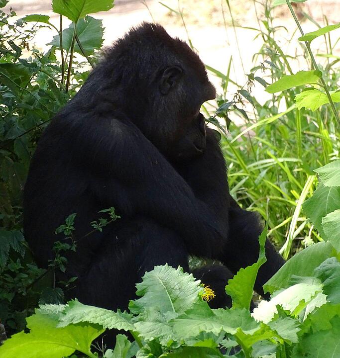 Tiergarten Nürnberg